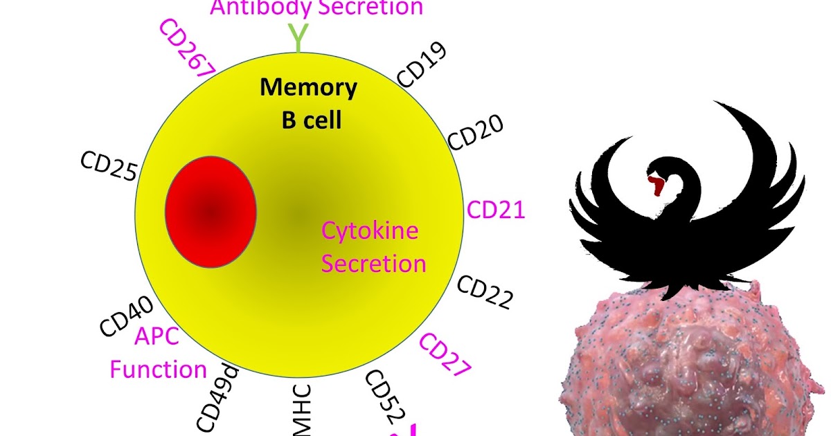 Multiple Sclerosis Research: CD20 antibodies deplete EBV