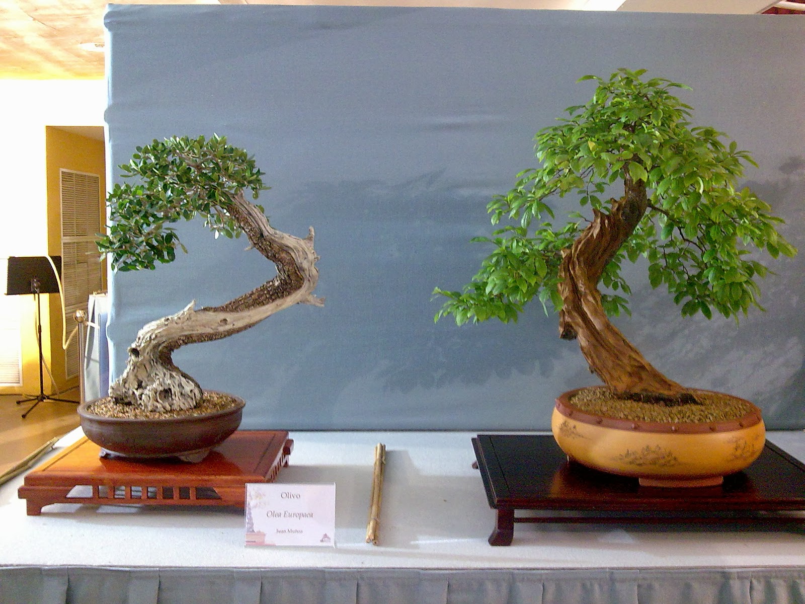 Asociacion Valenciana de Bonsai 2008 II Exposicion Bonsai Paterna