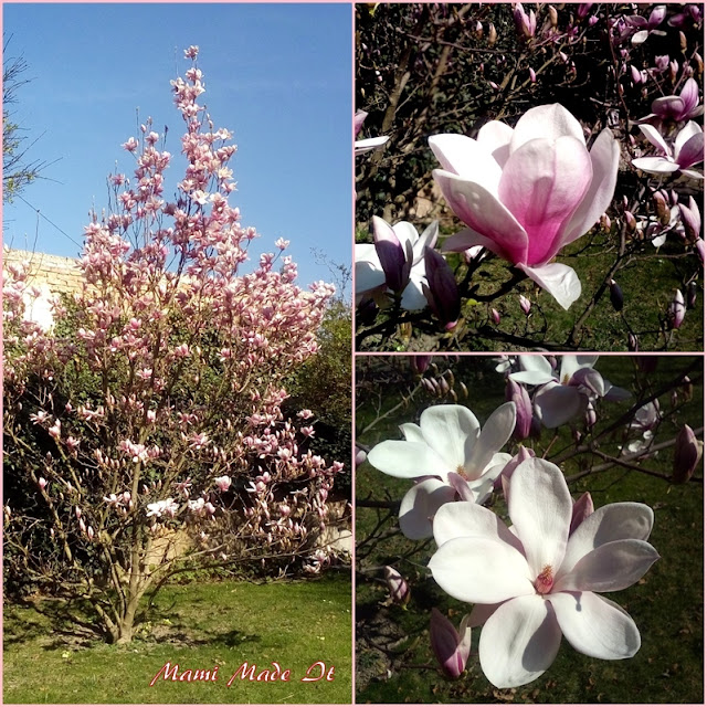Prachtvolle Magnolie - magnificent magnolia