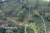 makam sunan bonang batang