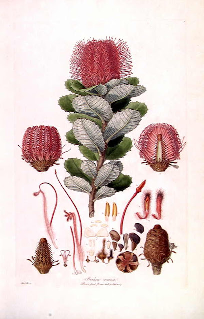 Botanical illustration of Banksia coccinea