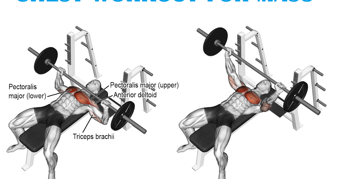 Muscle Palace The Ultimate Chest Workout for Mass Build a Bigger