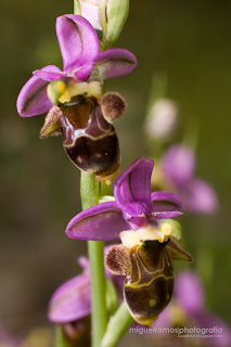 orquidea abelha Ophrys Apifera