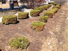 Yews pruned into meatballs by garden muses:not another Toronto gardening blog