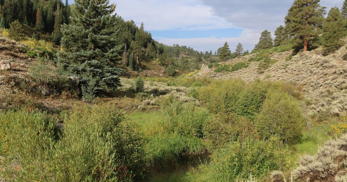 Gill Creek