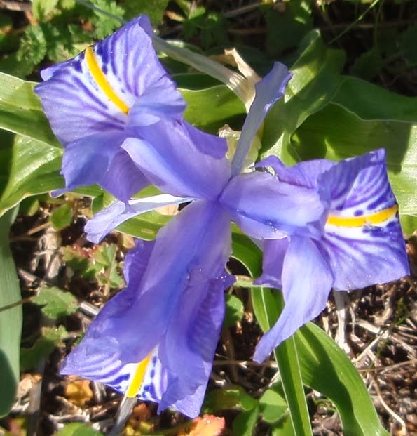 LIRIO DE INVIERNO: Iris planifolia | Plantas rioMoros