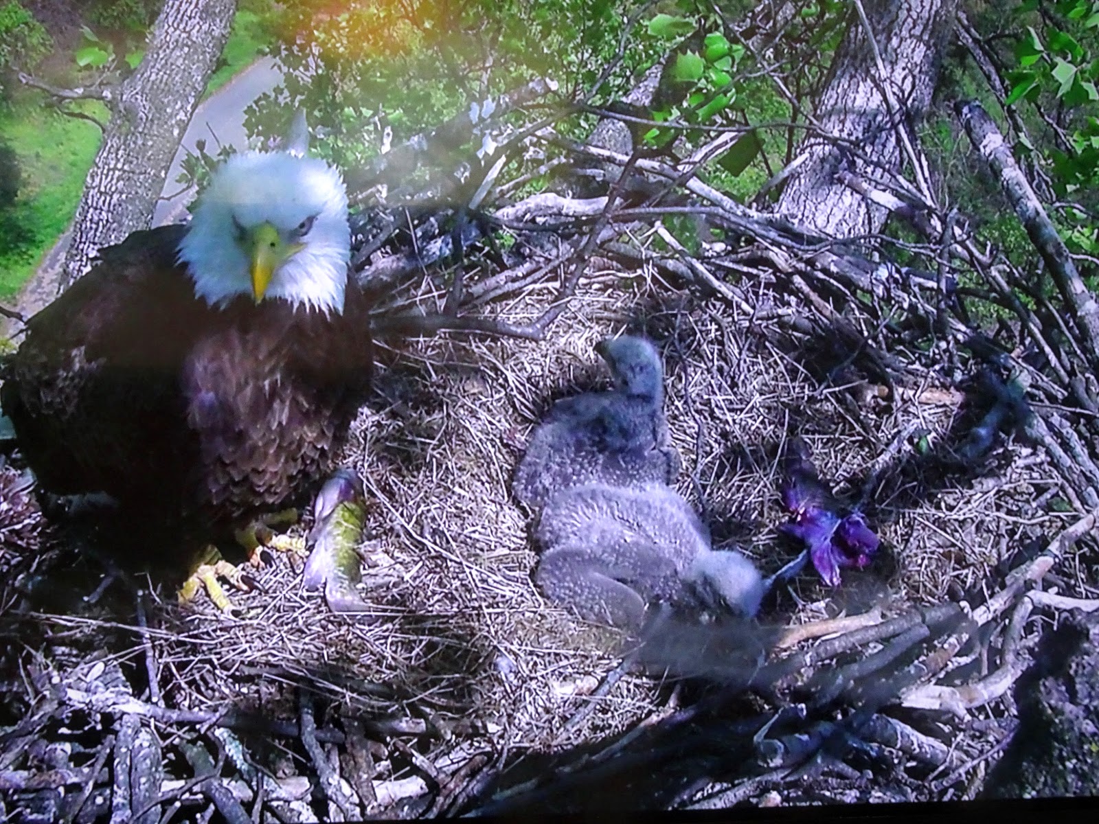 Love, Joy and Peas Adult Bald Eagle Feeds Two Baby Eagles