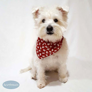 Love Letters Valentine Dog Bandana, Red Hearts