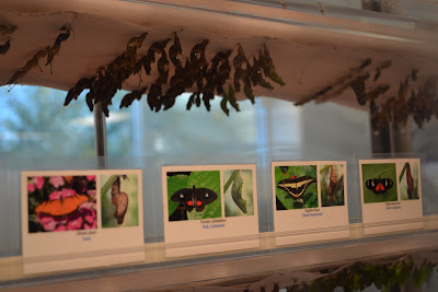 Chrysalides were labeled with a name and photo of the butterfly that they would become. 