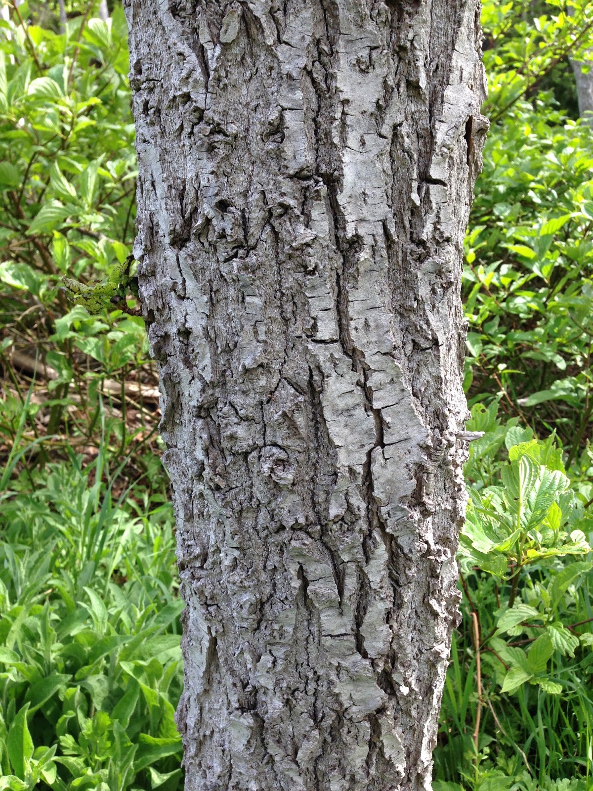 Maine Trees, Top to Bottom Balsam Poplar