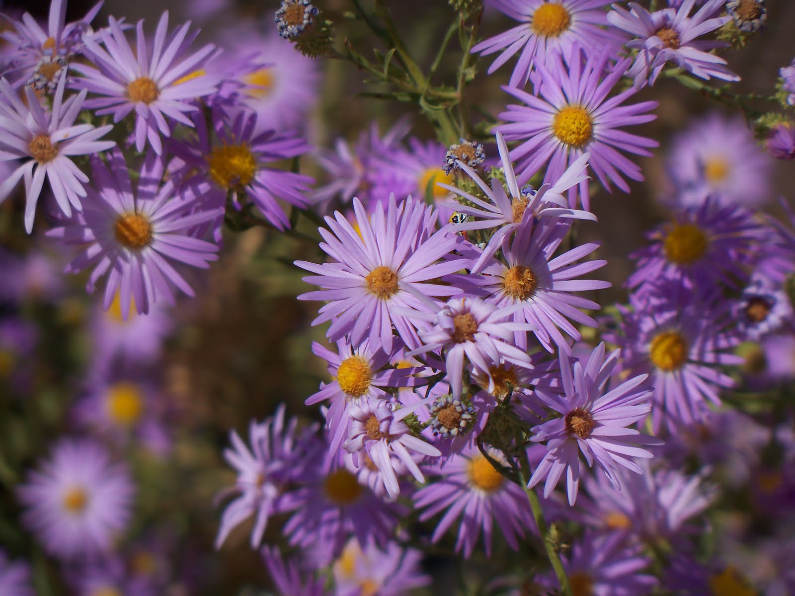 Tumbleweed Crossing: Wild Aster
