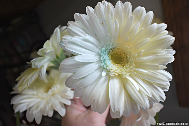 capillary-action-science-experiment-for-kids