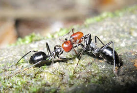 Workers of Camponotus saundersi engaging in trophallaxis