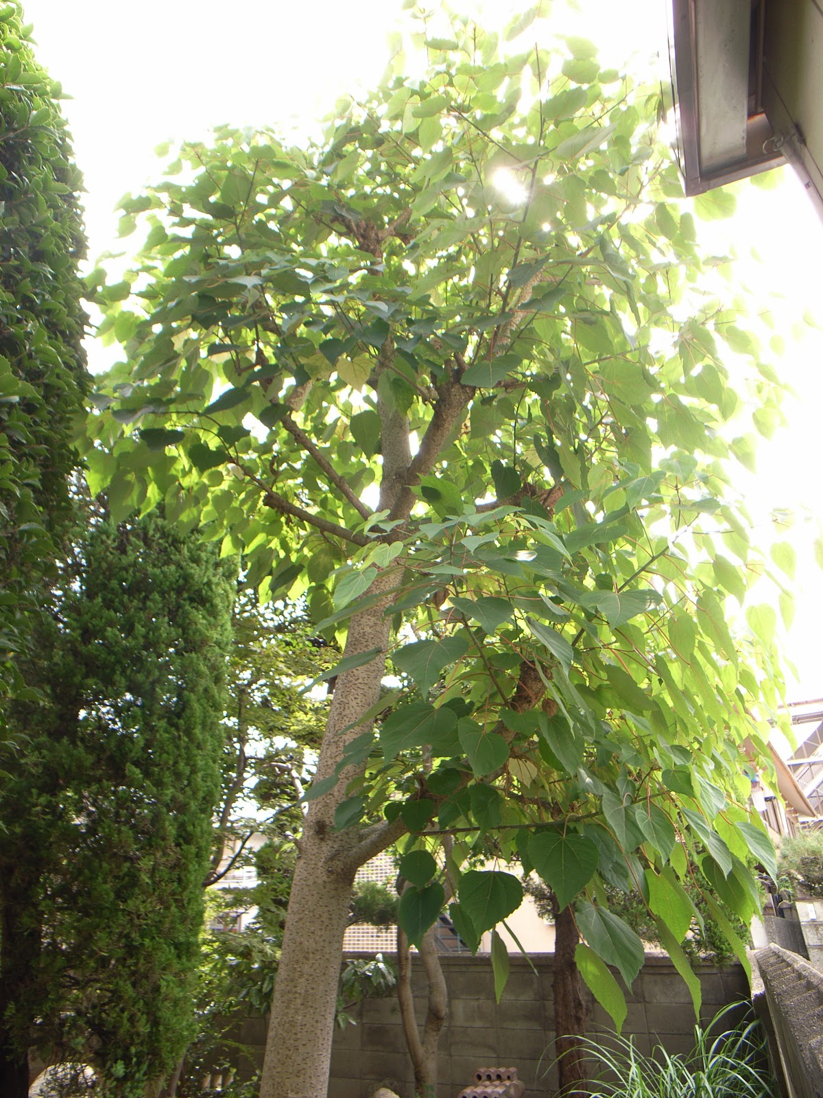 家の記録: この木なんの木