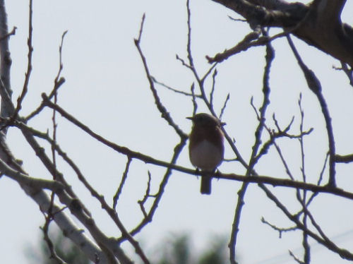 bluebird