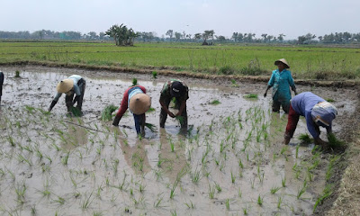 BABINSA TERJUN KESAWAH