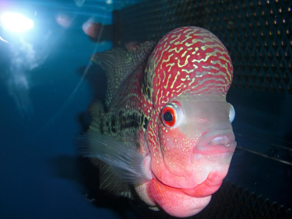 Flowerhorn The Hybrid Cichlids Red Dragon Flowerhorn