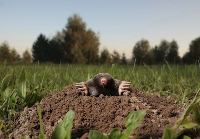 How To Kill Moles In Your Lawn Best Manual Lawn Aerator how-to-kill-moles-in-your-lawn-best-manual-lawn-aerator