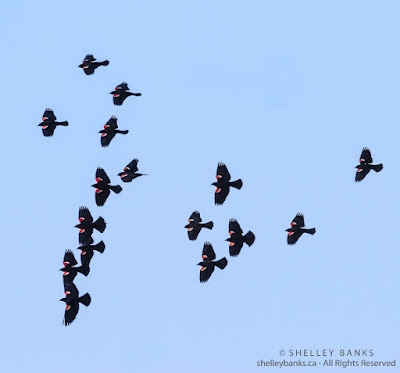 Red-winged Blackbirds, Copyright © Shelley Banks, all rights reserved Red-winged Blackbirds, Copyright © Shelley Banks, all rights reserved