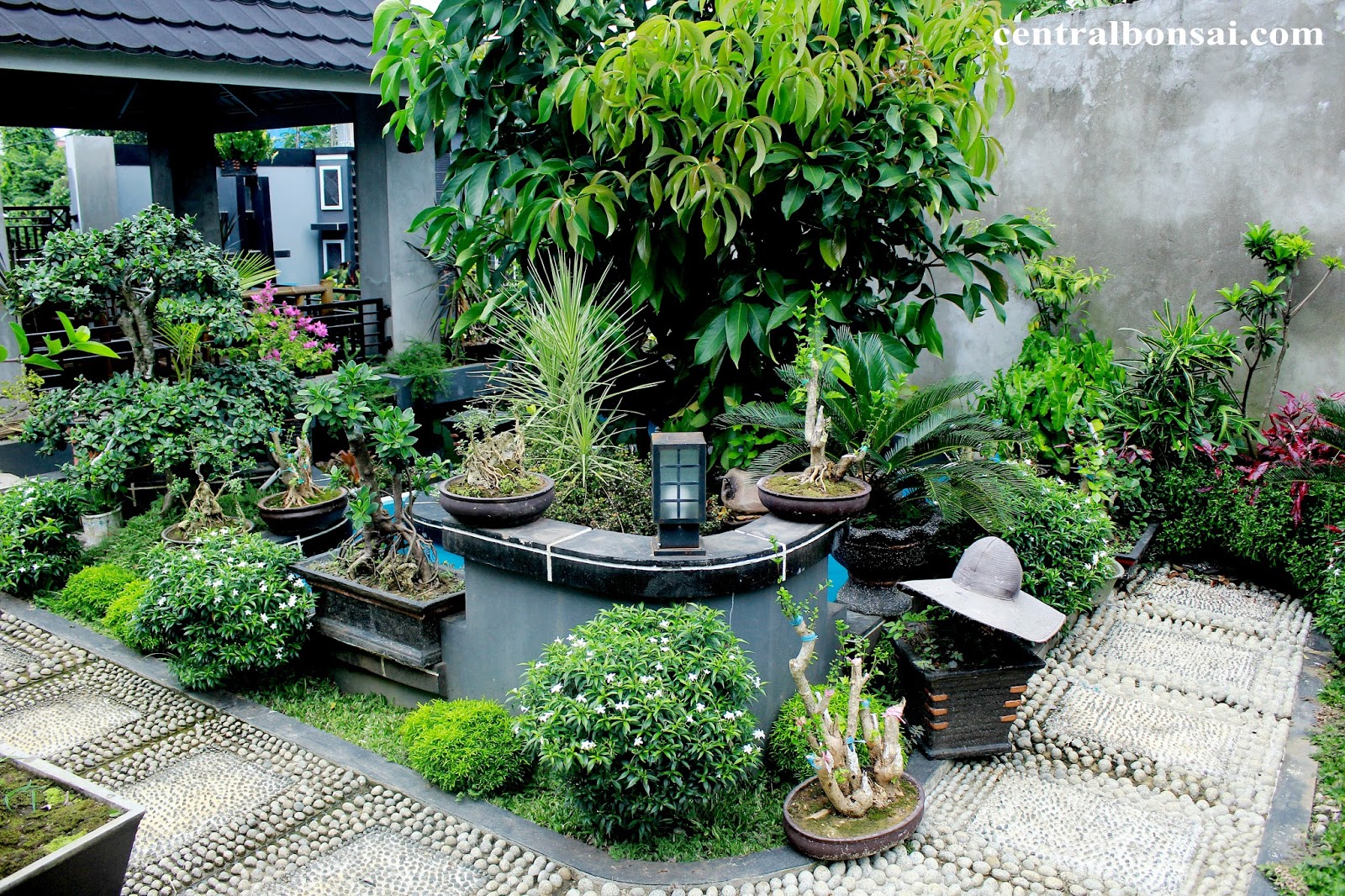 pohon bonsai taman pohon bonsai beringin korea pohon bonsai taman pohon bonsai beringin korea