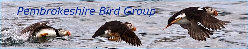 Pembrokeshire Bird Group