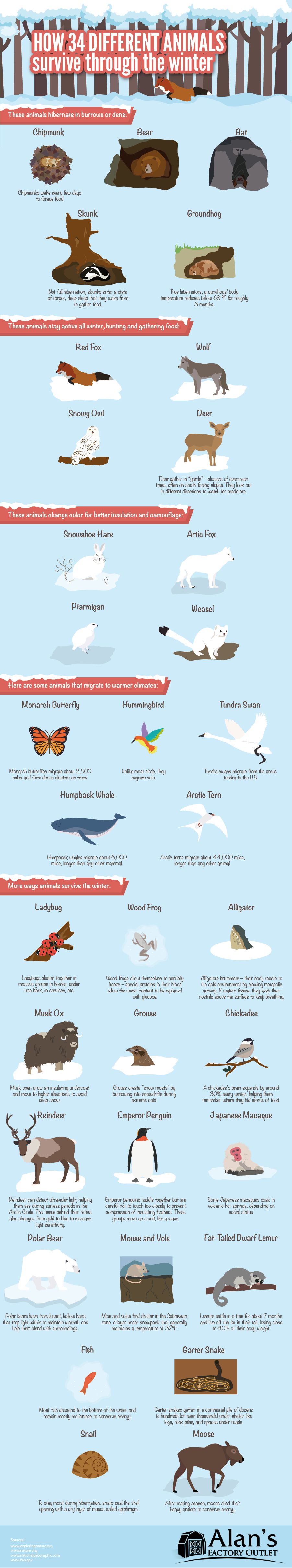 How 34 Different Animals Survive the Winer #Infographic