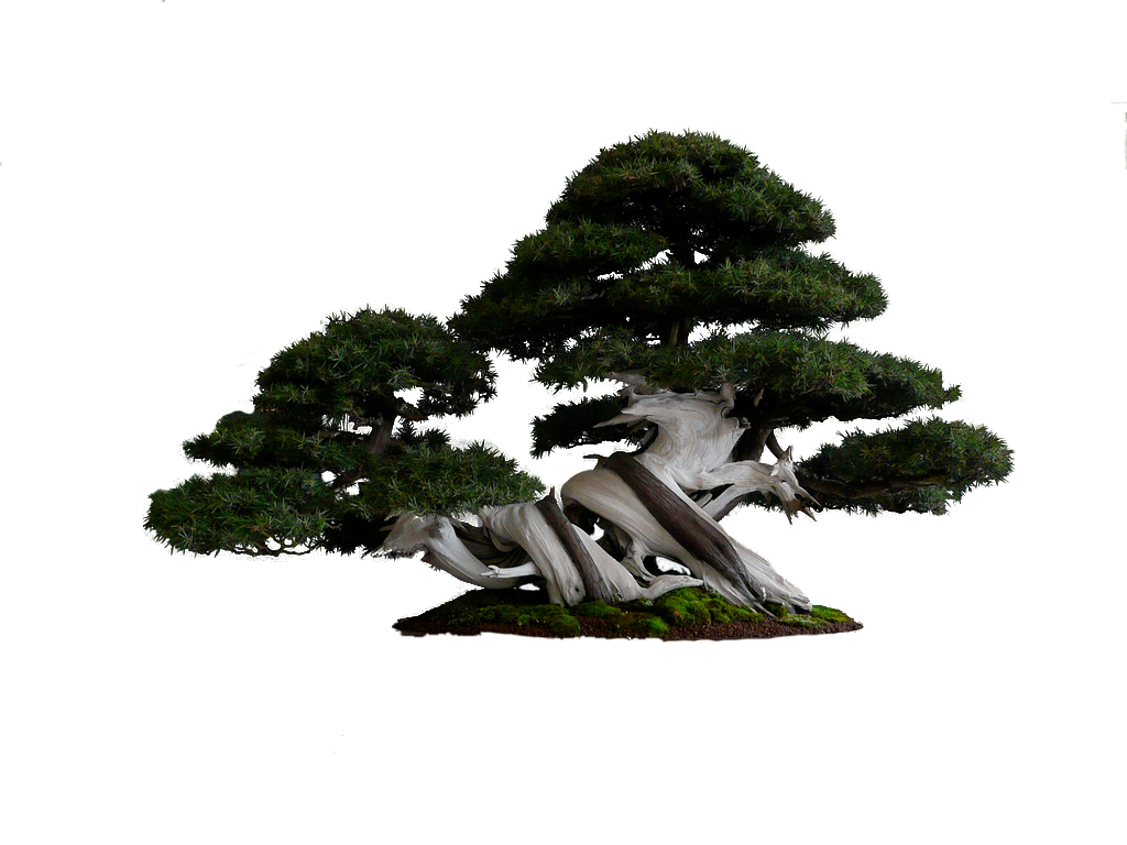 download gambar png pohon daun gratis deka productions download apa format