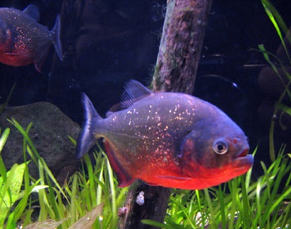 Tiga Jenis Ikan Hias Air Tawar Predator Dengan Tampilan Cantik