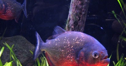 Tiga Jenis Ikan Hias Air Tawar Predator Dengan Tampilan Cantik