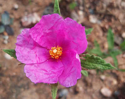 Jara blanca (Cistus albidus)