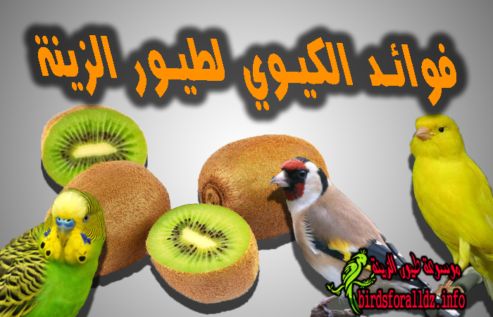 فوائد الكيوي خاصة طيور الزينة موسوعة طيور الزينة