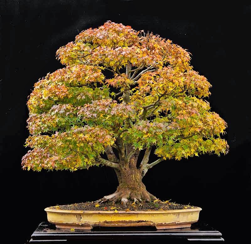 japanese maple bonsai japanese maple bonsai