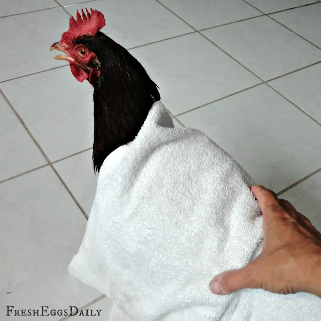 How to Treat an Egg Bound Hen Fresh Eggs Daily® with Lisa Steele