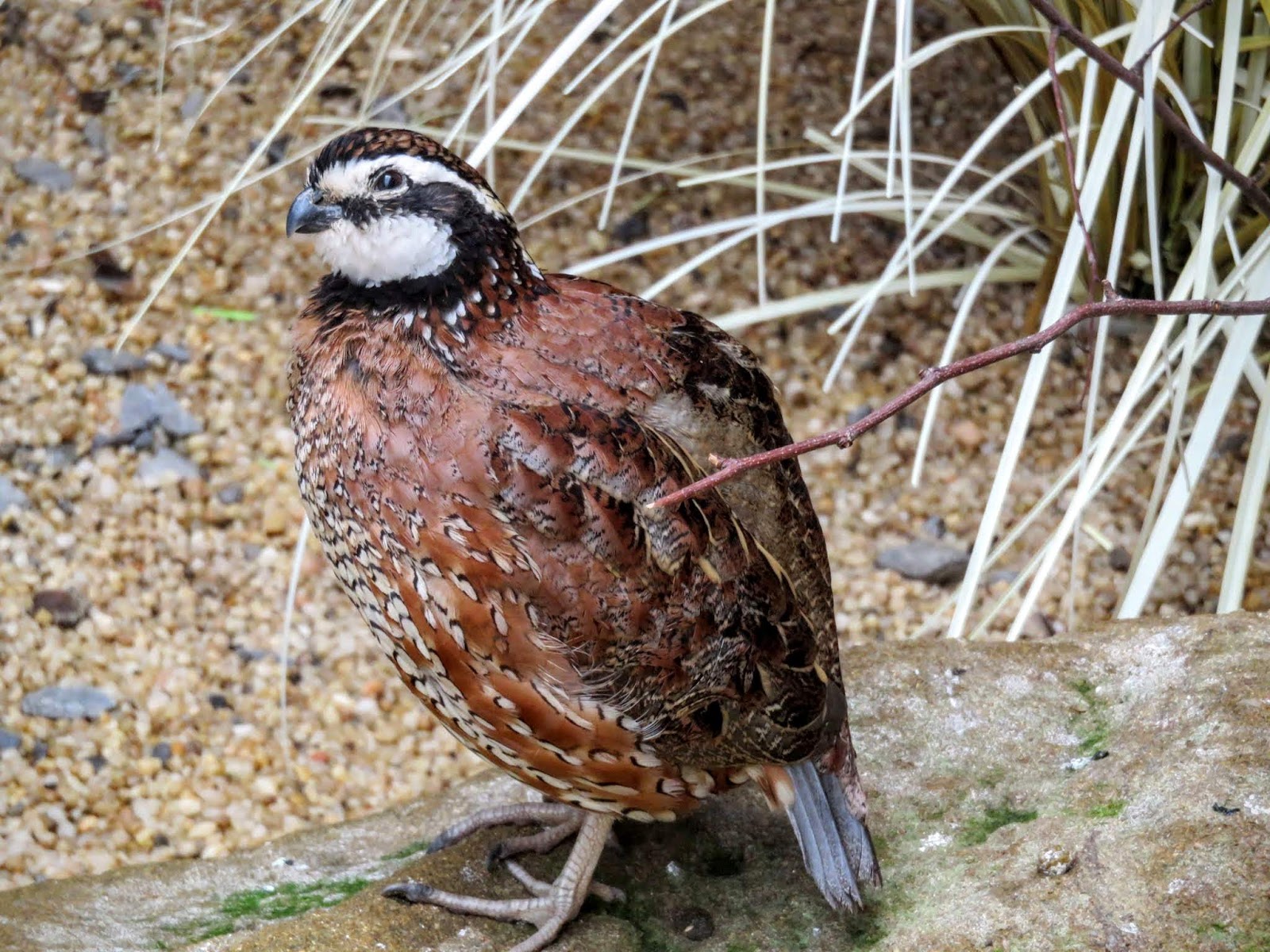 Pittsburgh Birds and the Pittsburgh National Aviary | Sidewalk Safari