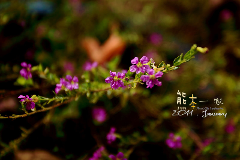 谷泉咖啡莊園