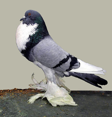 pouter pigeon - pomeranian - fancy