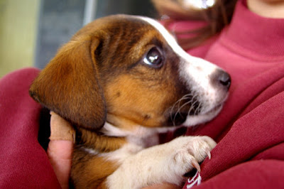 different type of puppies