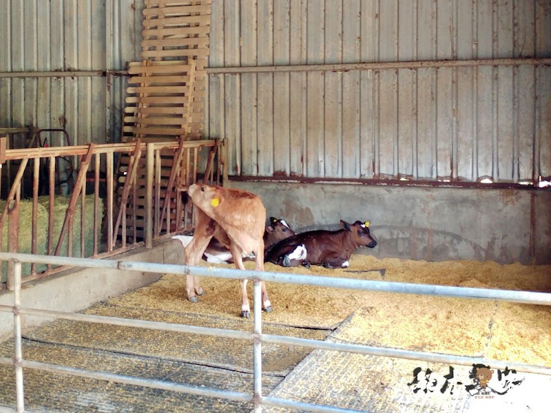 媲美清境青青草原|苗栗飛牛牧場|乳牛綿羊生態區~擠牛奶餵小羊小牛體驗