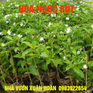 0983922654%252C%2B%2BCHUY%25C3%258AN%2BCUNG%2BC%25E1%25BA%25A4P%2BV%25C3%2580%2BB%25C3%2581N%2BC%25C3%2582Y%2BCA%25CC%2589NH%2B%2BC%25C3%2582Y%2BHOA%2BM%25C3%2594%25CC%25A3C%252C%2BC%25C3%2582Y%2BHOA%2BDA%25CC%25A3%2BH%25C6%25A0%25CC%25A3P%252C%2BHOA%2BMO%25CC%2581NG%2BR%25C3%2594%25CC%2580NG%252C%2BHOA%2BBA%25CC%25A3CH%2BTHI%25C3%258AN%2BH%25C6%25AF%25C6%25A0NG%252C%2BHA%25CC%2580M%2BTI%25C3%258A%25CC%2581U%252C%2BHOA%2BTRA%25CC%2580%25E2%2580%25A6%2B%2B%252838%2529.jpg