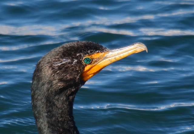 Double-crested Cormorant in breeding plumage Double-crested Cormorant in breeding plumage