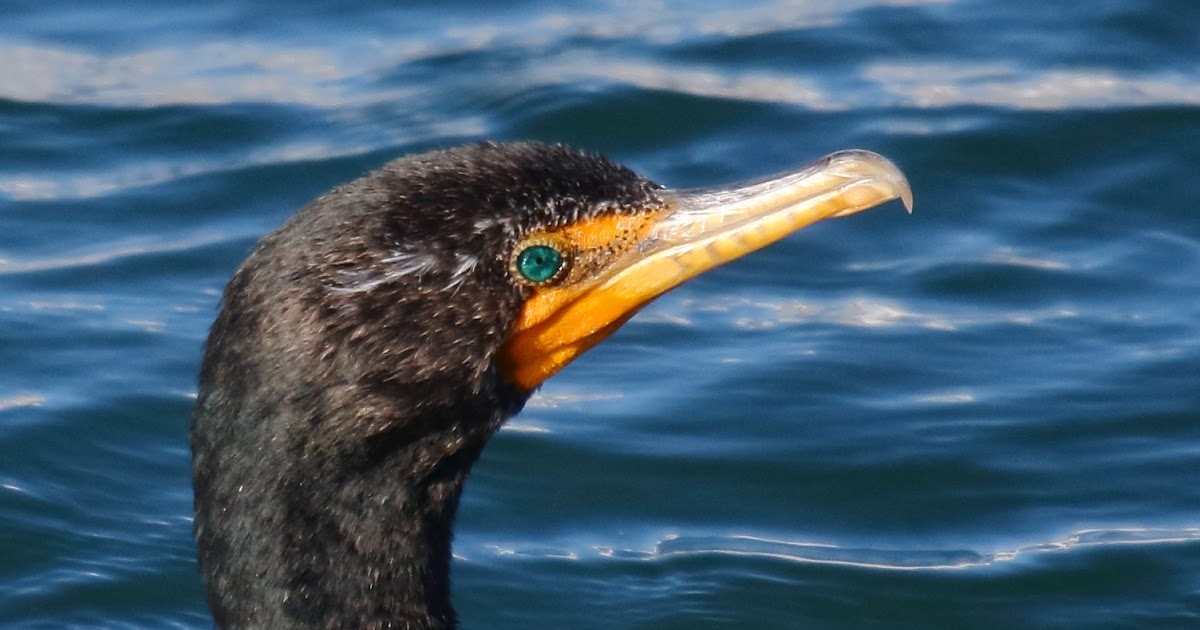 Doublecrested Cormorant in San Diego Bay Greg in San Diego