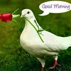 good morning good morning
