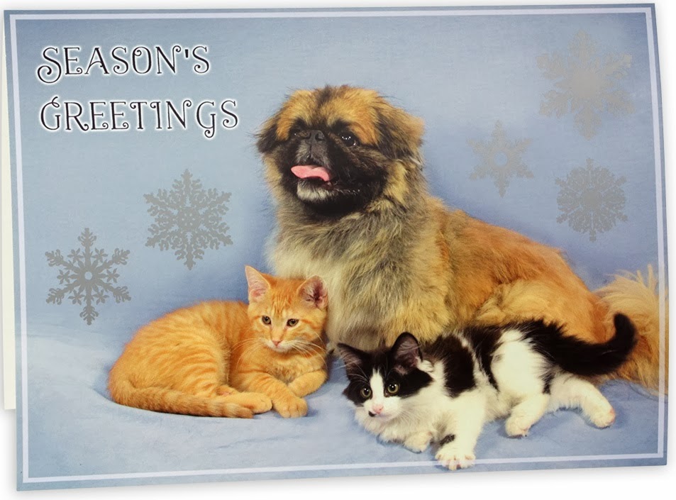 holiday cards from michigan humane society will help make homeless animals wishes come true - Humane Society Christmas Cards holiday cards from michigan humane society will help make homeless animals wishes come true - Humane Society Christmas Cards