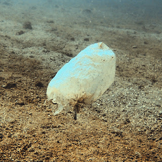 Turtles can't tell the difference between plastic bags and their favorite snack: jellyfish.
