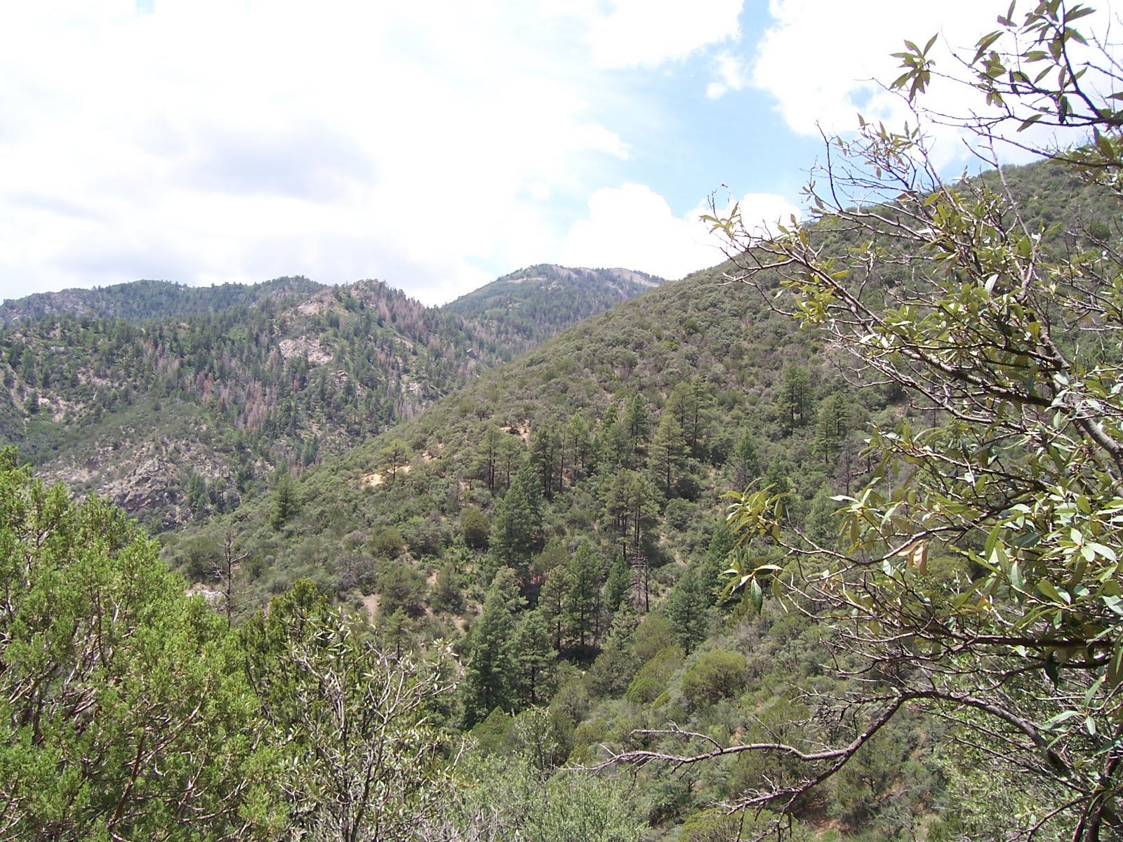 Southern New Mexico Explorer Kingston, Forest Road 40 EGila National