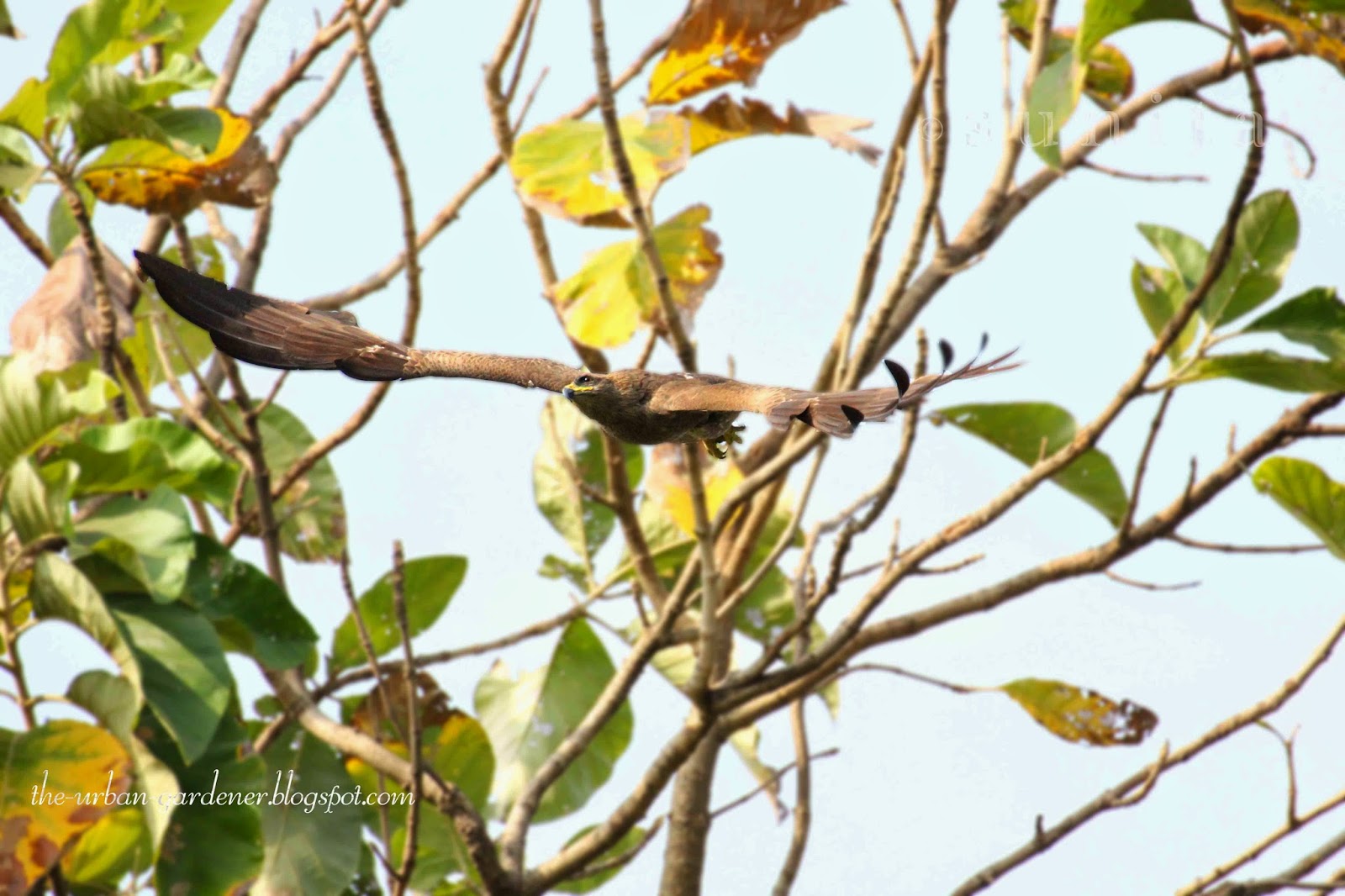 Why Parakeets Don T Eat Finch Food Why Parakeets Don T Eat Finch Food