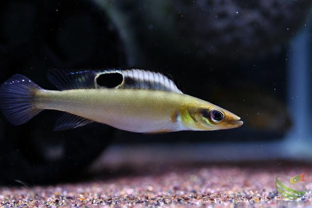 Crenicichla notophthalmus