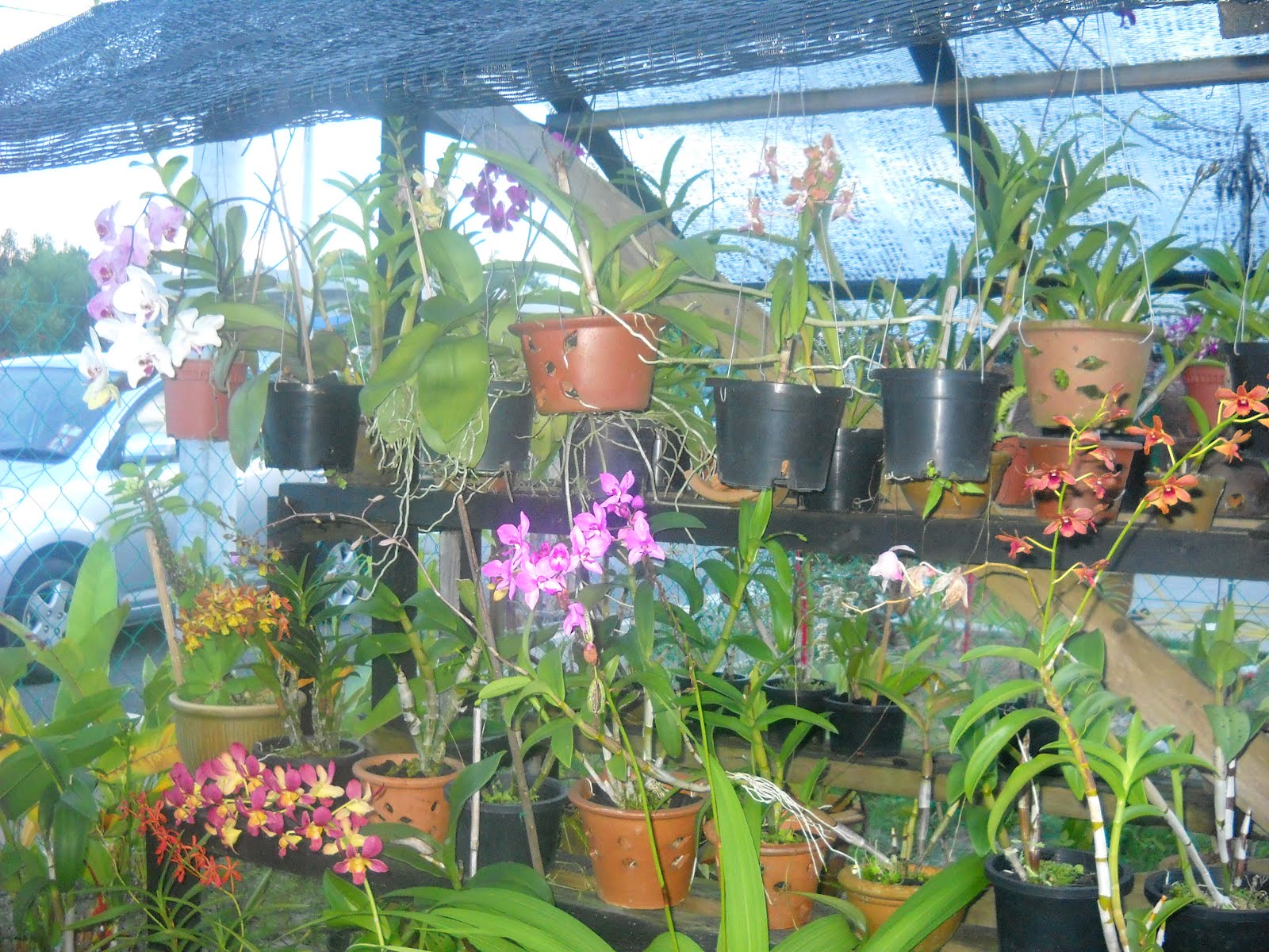 Cantik Tempat Gantung Bunga Orkid - Bunga Hias