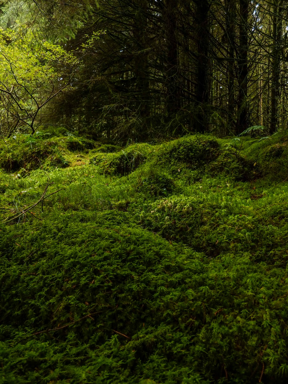 Moss covered mounds inside a forest.