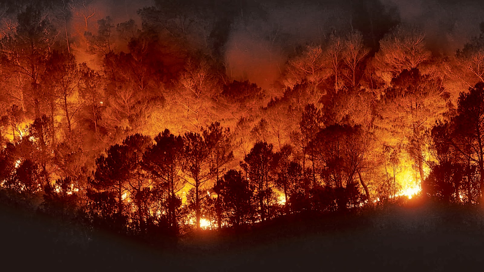 Resultado de imagen para Incendios Forestales